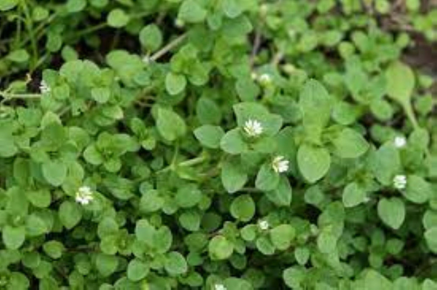 Organic Chickweed (stellaria media)