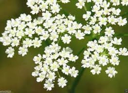 Organic Caraway Seed (Carum carvi)