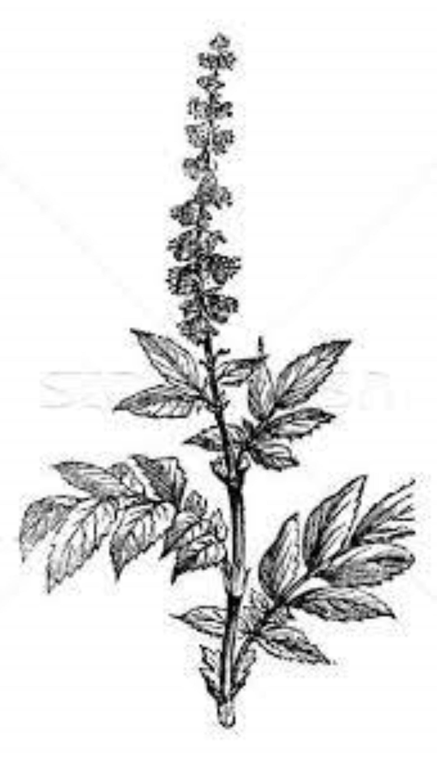 Organic Agrimony (agrimonia eupatoria)
