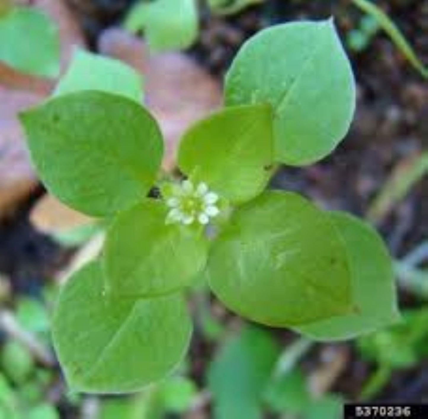 Organic Chickweed (stellaria media)