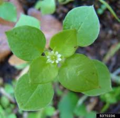 Organic Chickweed (stellaria media)